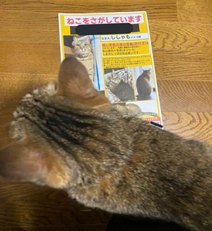 猫を探しています