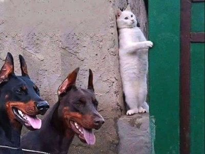 猫
