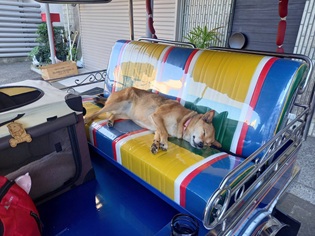 ひじき