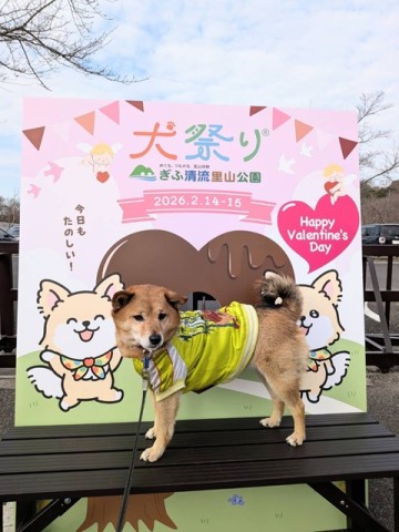 犬祭り