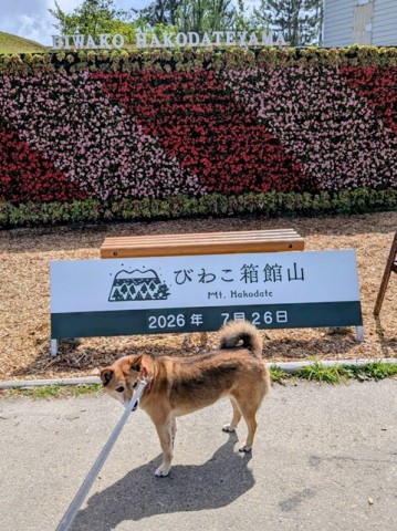 ひじき