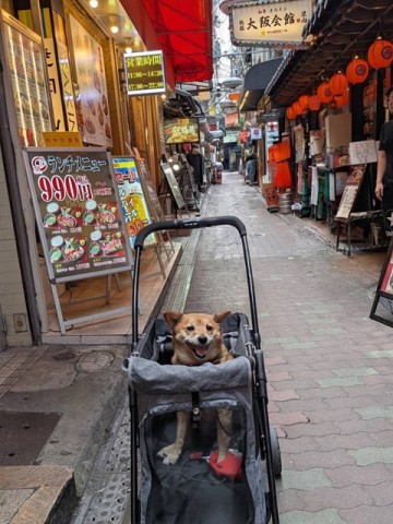 ひじき