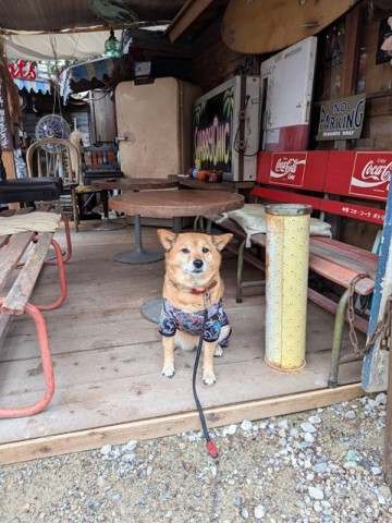 ひじき