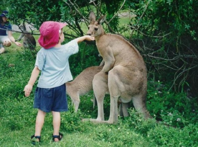 カンガルー