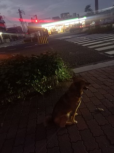 ひじき