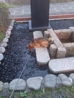 ひじき