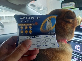 ひじき