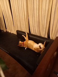 ひじき