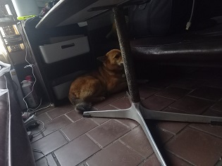 ひじき