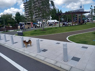 ひじき