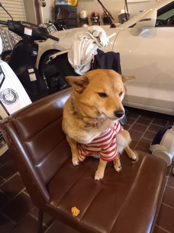 ひじき