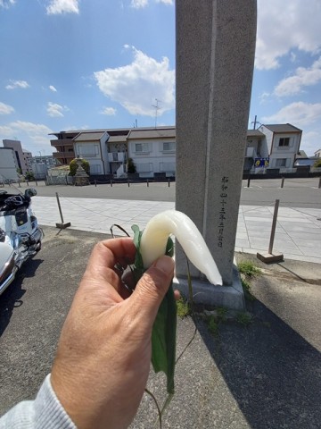 ちまき