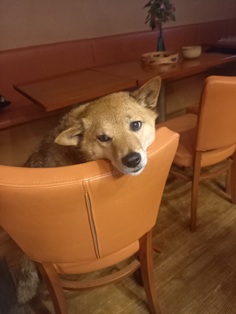 ひじき