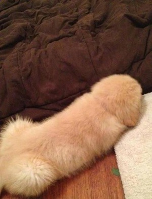 犬