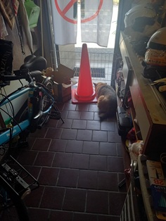 ひじき