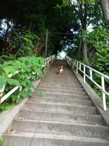 階段