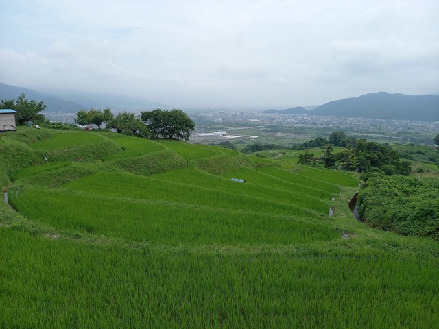 棚田1