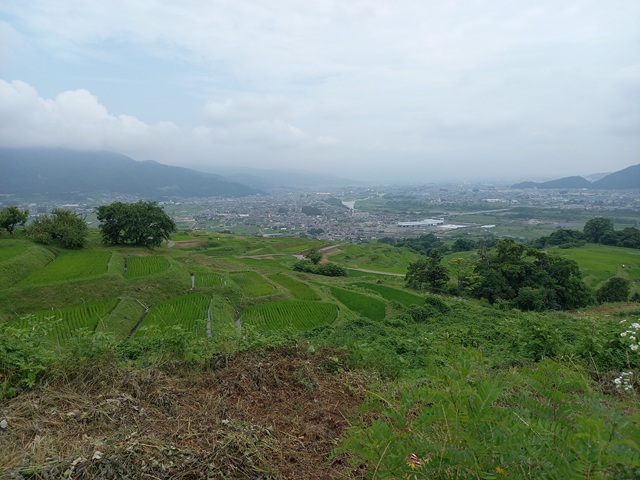 棚田2