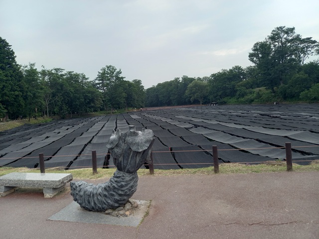 わさび田
