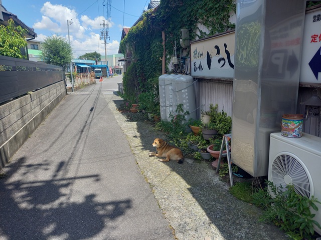 ひじき