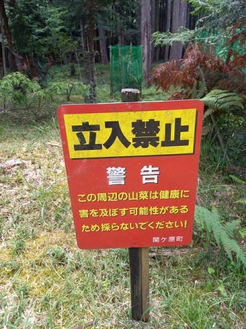 山菜