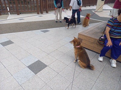 ひじき