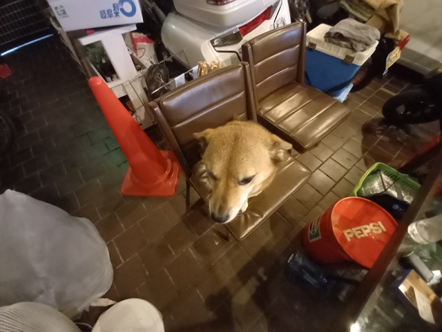 犬