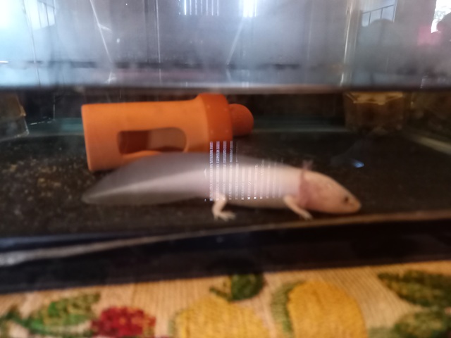 ウーパールーパー