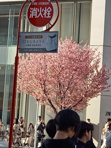 桜