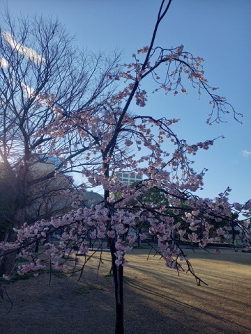 桜3