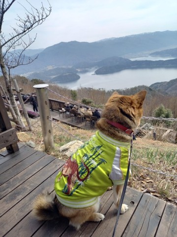 ひじき