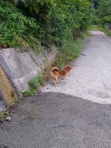 ひじき