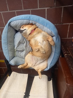 ひじき