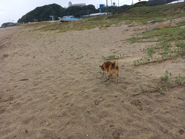 ひじき