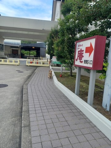 ひじき