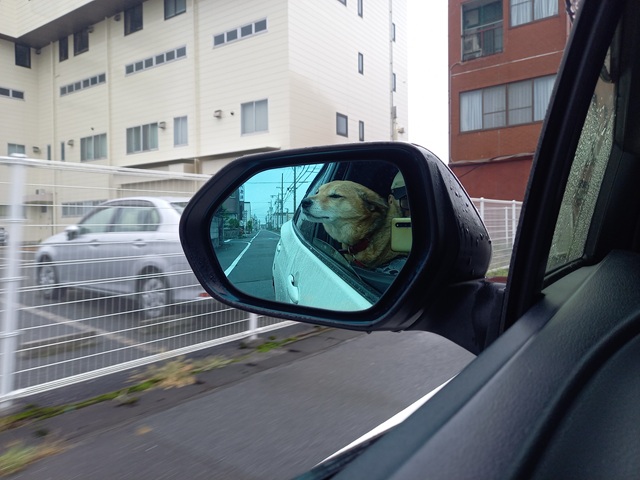 ひじき