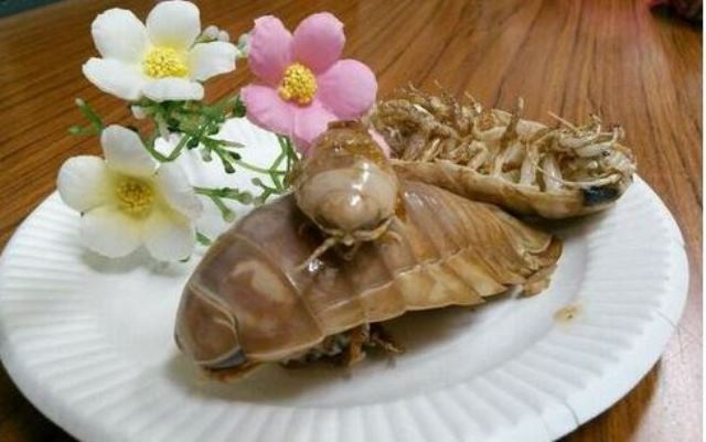 ダイオウグソクムシ