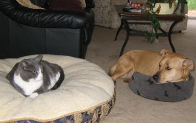 猫と犬