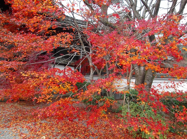 DSCF0360.jpg