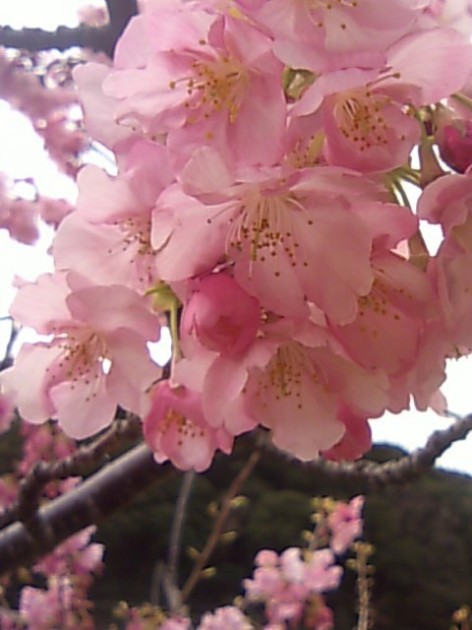 春　「桜」