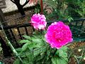 DSCF0700.jpg