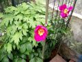 DSCF0701.jpg