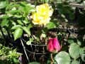 DSCF0703.jpg