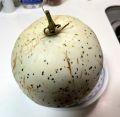 melon-1.jpg