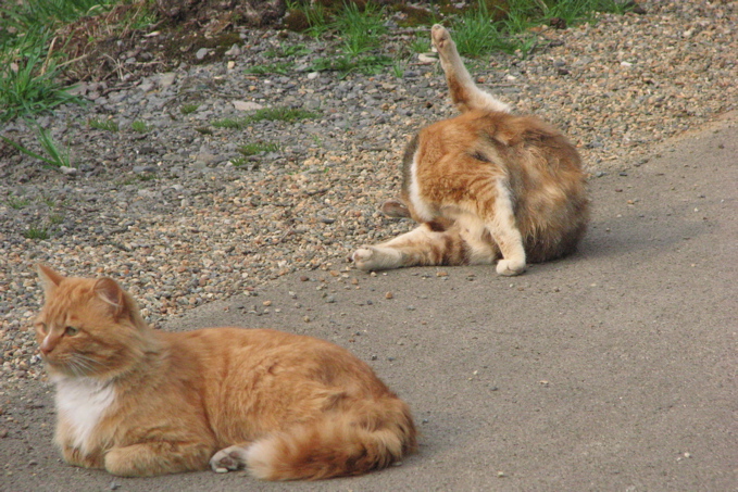 cat2.jpg