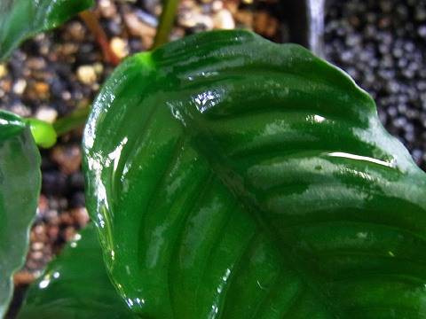 A.coffeefolia Thailand