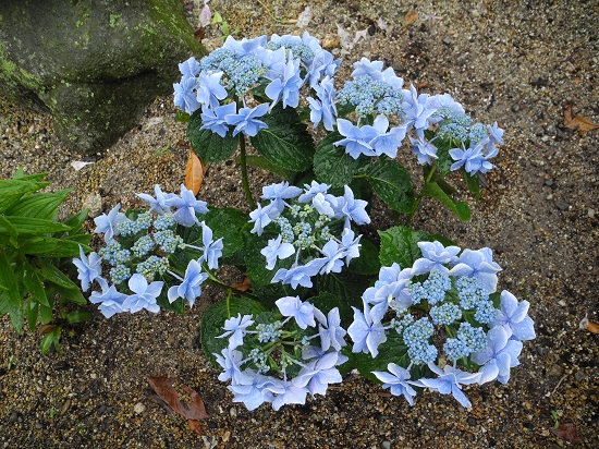 aji015412.jpg