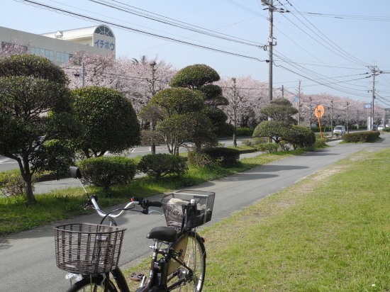 ichibo015416.jpg