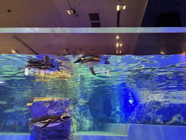 すみだ水族館ぺんぎん