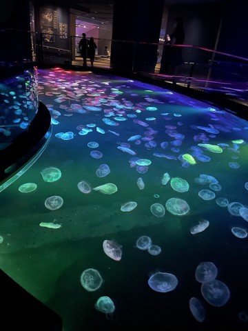 すみだ水族館くらげ